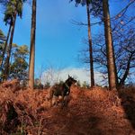 Emily Coxhead - @_localnaturewalks - Instagram
