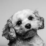 Emily Critser - @scoutthecavachon - Instagram