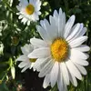 Emily Crowson - @emily.crowson - TikTok