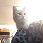 Emily Cupp - @chunk_da_cat - Instagram