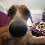 Emily Denham - Facebook