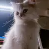 Emily_cat - @emily_cat_dewey - TikTok