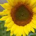 Emily Flagg Photography - Facebook