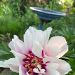 Emily Fleck - Facebook