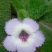 EM Flower Nursery - Facebook