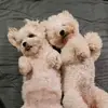 emilyfoo - @emilyfoo613 - TikTok