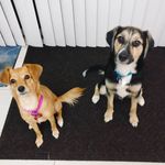 emily + forest - @emdadog - Instagram
