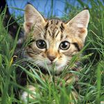 emily forest - @animals_mimimi_mimimi - Instagram