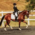 Emily Glover - @emilygloverdressage - Instagram
