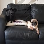Emily & Guy the Pugs - @emilyandguythepugs - Instagram