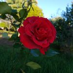 Emily Haggerty - @aude_loves_french - Instagram