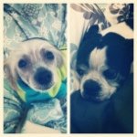 Emily Halling - @the_odd_couple13 - Instagram