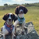 Emily - Mazie & Harley - @kernow.spaniels - Instagram