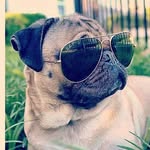 Emily Harley - @cute_pug79 - Instagram