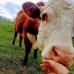 Emily Harley - @the_girl_born_to_farm - Instagram