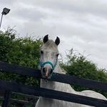 Emily.keegan_sj🇮🇪🇮🇪 - @emilykeegan_sj - Instagram