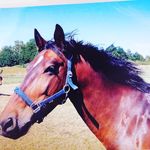 Einhorn - @emilykellner820 - Instagram
