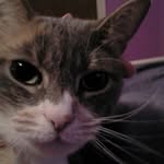 emily  koehler - @space_cats_galaxy_stars - Instagram