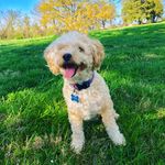 BAILEY The Shih-Poo - @emilykozel - Instagram