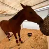 Emily Ladd - @emily_horseacc - TikTok