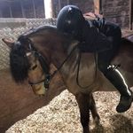 Emily lafferty💖 - @equine.emily.x - Instagram