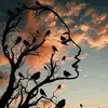 SATISH_KUMAR - @emily_lanham46 - TikTok