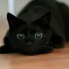 Emily Lemons - @emily.lemons4 - TikTok