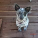 Emily Liles - @pirat3_dog - Instagram
