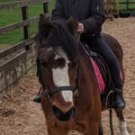 Emily Machin - @pony_adventures_with_kestrel - Instagram