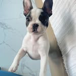 Emily Machin - @stellaaathefrenchieee - Instagram