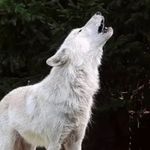 Emily_cute_marvel_wolf - @kreslime18 - Instagram