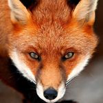Emily McMinn - @allegrofox - Instagram