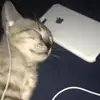 EmilyMelton - @fritseat1ep - TikTok