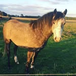 Emily Moffitt - @crazy_animal_house2018 - Instagram
