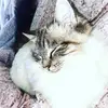 Emily Moffitt - @folly_the_ragdoll - TikTok