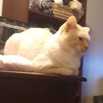 Emily Mosher - @crafting_with_cats22 - Instagram