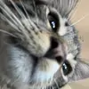 emily_pedroza - @emily_isapedroza - TikTok