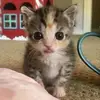 emily - @emily_pewpew - TikTok