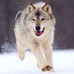 Emily Pilon - @wolf69696969 - Instagram
