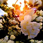 Emily Rieder - @riederandweepphotography - Instagram