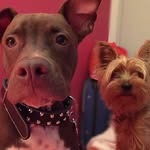 Ringo & Emily - @ringoyemily - Instagram