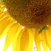 Emily Severance - @emily.severance - TikTok