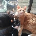 Emily Shade - @cubnotes - Instagram