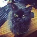 I love my animals - @emily_sheets_88 - Instagram