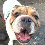 Emily Slade - @halseyhoundsboardingkennels - Instagram