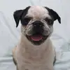 Emily & Doug - @emily.snook - TikTok
