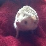 Emily Spink - @pygmy_hedgehogs - Instagram