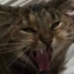 Emily Standen - @emzaloids - Instagram