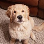 Emily Staub - @whiskey.rivergoldenboy - Instagram