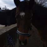 emily furtenbacher - @emilystierwelt.13 - Instagram